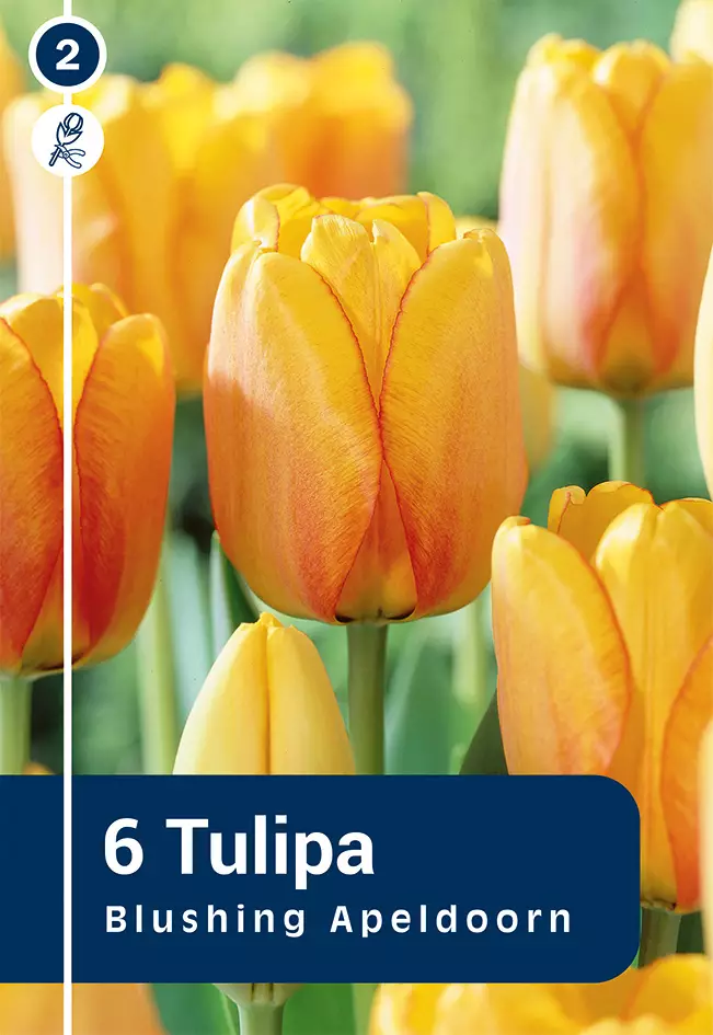Darwinhybriditulppaani 'Blushing Apeldoorn' 6 kpl - Syyssipulit - 8711148313816 - 1