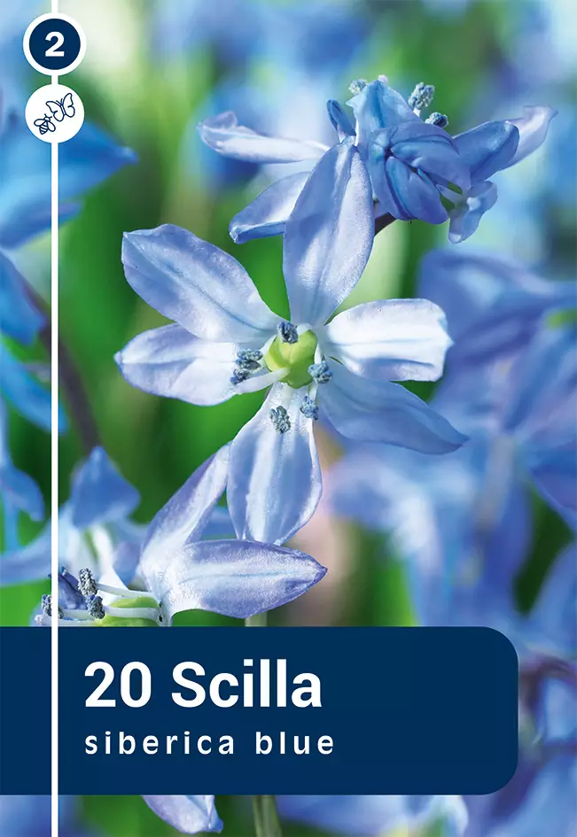 Idänsinililja 20 kpl - Syyssipulit - 8711148315636 - 1