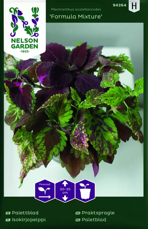 Isokirjopeippi 'Formula Mixture' siemen, Nelson Garden - Kukkien siemenet - 7312600942646 - 1