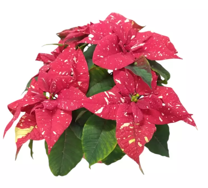 Joulutähti monilatva M, erikoisväri - Joulukukat ja -kasvit - 8713626222066 - 1