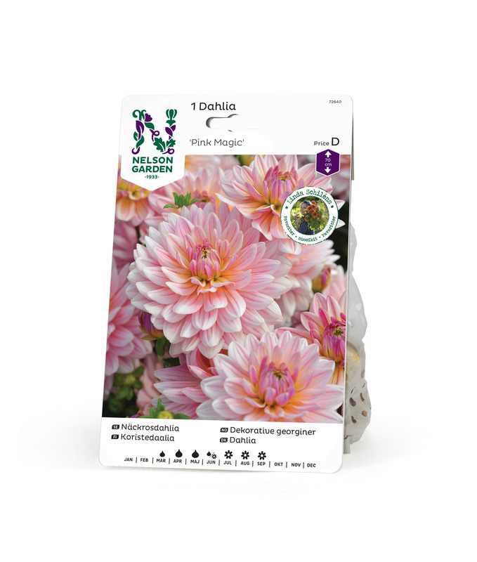 Koristedaalia 'Pink Magic', Nelson Garden - Kukkasipulit - 7312600726406 - 1