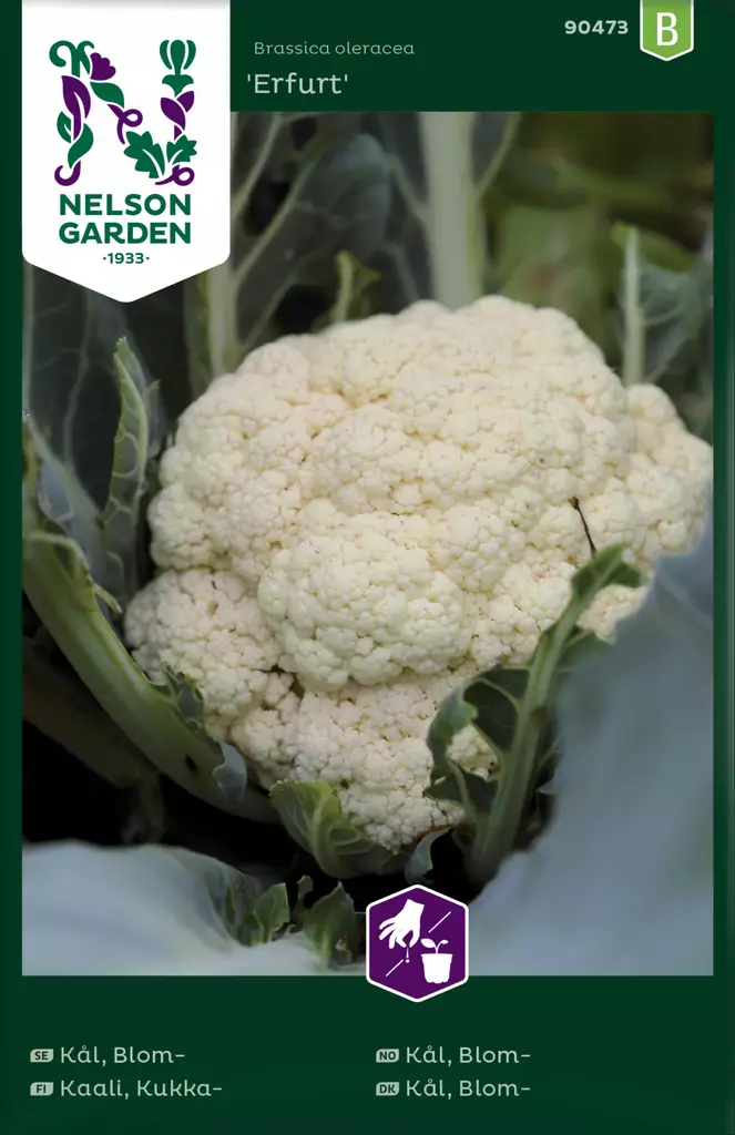 Kukkakaali 'Erfurt' siemen, Nelson Garden - Vihannesten siemenet - 7312600904736 - 1