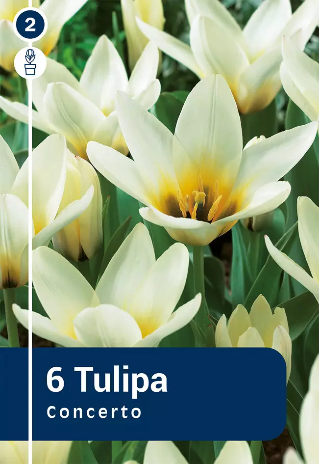 Lummetulppaani 'Concerto' 6 kpl - Syyssipulit - 8711148314356 - 1