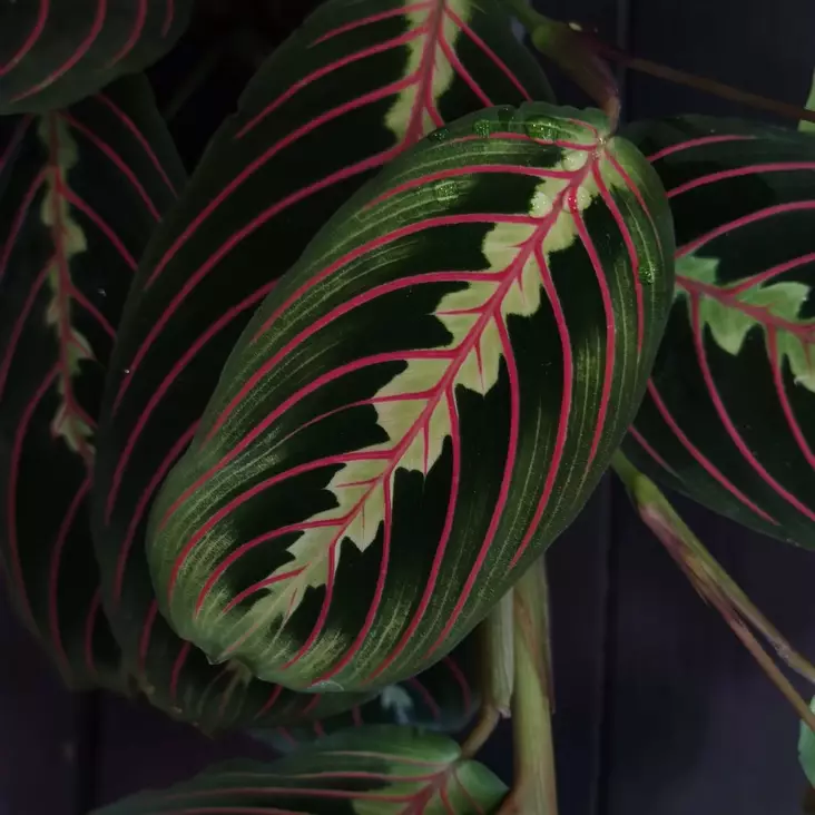 Paavonnukkumatti 'Fascinator', P12 - Matit - 6417055018786 - 1