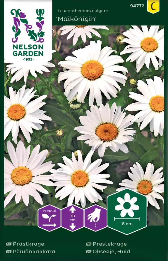 Päivänkakkara 'Maikönigin' siemen, Nelson Garden - Kukkien siemenet - 7312600947726 - 1