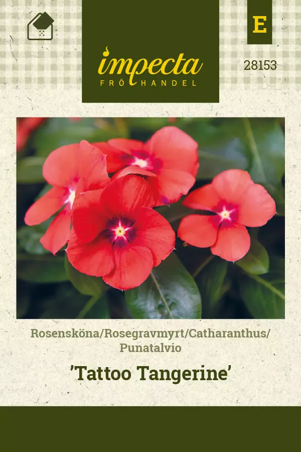 Punatalvio 'Tattoo Tangerine', siemen, Impecta - Annossiemenet - 7332756281536 - 1