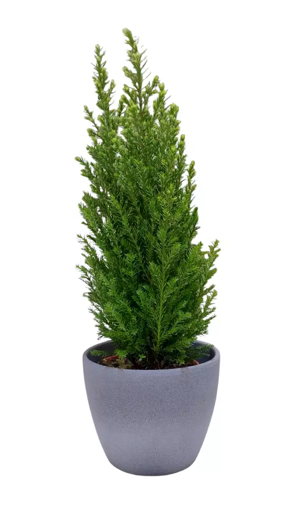 Sypressi 'Snow White' 9 cm - Joulukukat ja -kasvit - 6419464009856 - 1