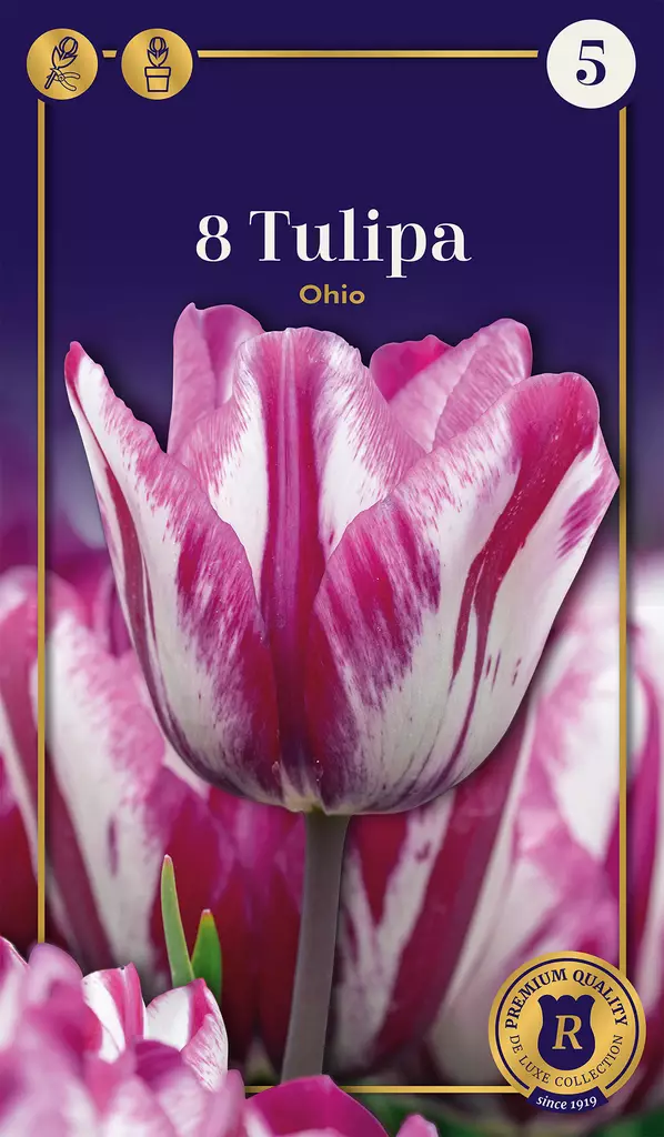 Triumftulppaani 'Ohio' 8 kpl - Kukkasipulit - 8711148502746 - 1
