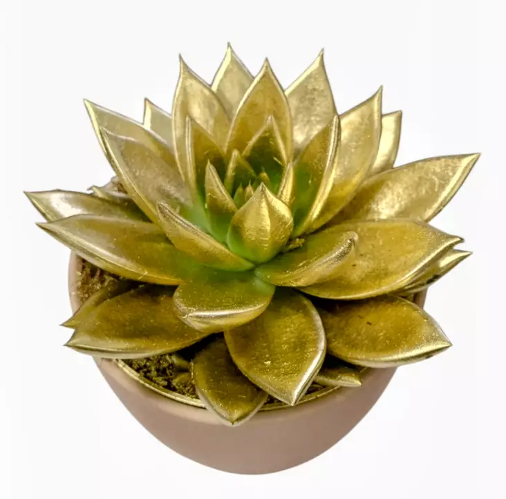 Värjätty mehiruusuke - Joulukukat ja -kasvit - 4011261181146 - 1