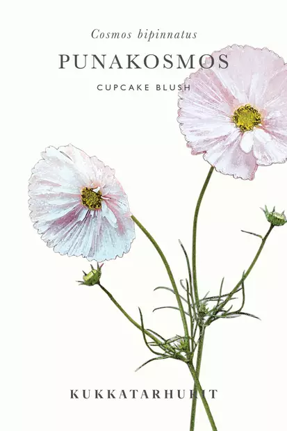 Punakosmos 'Cupcake Blush' - Kukkien siemenet - 6430081120887 - 1