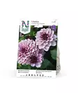 Koristedaalia 'Creme de Cassis', Nelson Garden - Kukkasipulit - 7312600726277 - 1