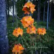 Atsalea Knap Hill -Ryhmä 'Klondyke' 5 L - Atsaleat - 6430077656727 - 3