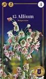 Hajulaukka 'Bulgaricum' 15 kpl - Kukkasipulit - 8711148316527 - 1