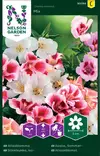 Isosilkkikukka väriseos siemen, Nelson Garden - Kukkien siemenet - 7312600931947 - 1