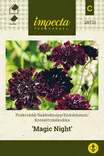 Koreatörmäkukka 'Magic Night', siemen, Impecta - Annossiemenet - 7332756287217 - 1