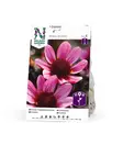 Koristedaalia 'Pretty Woman', Nelson Garden - Kukkasipulit - 7312600722187 - 1