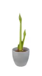 Kotimainen ritarinkukka, Hippeastrum - Joulukukat ja -kasvit - 6416719219707 - 1
