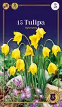 Metsätulppaani 15 kpl - Syyssipulit - 8711148236467 - 1