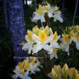 Revontuliatsalea 'Northern Hi-Lights' 5 L - Atsaleat - 6430028121007 - 2