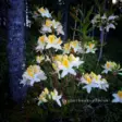 Revontuliatsalea 'Northern Hi-Lights' 5 L - Atsaleat - 6430028121007 - 1