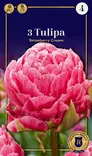 Tarhatulppaani 'Strawberry Cream' 3 kpl - Syyssipulit - 8711148252467 - 1