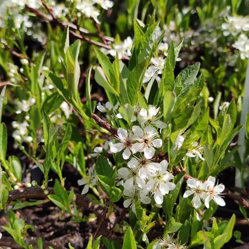 Lamohietakirsikka 2 L - Koristepensaat, muut lajikkeet - 6419127300827 - 1