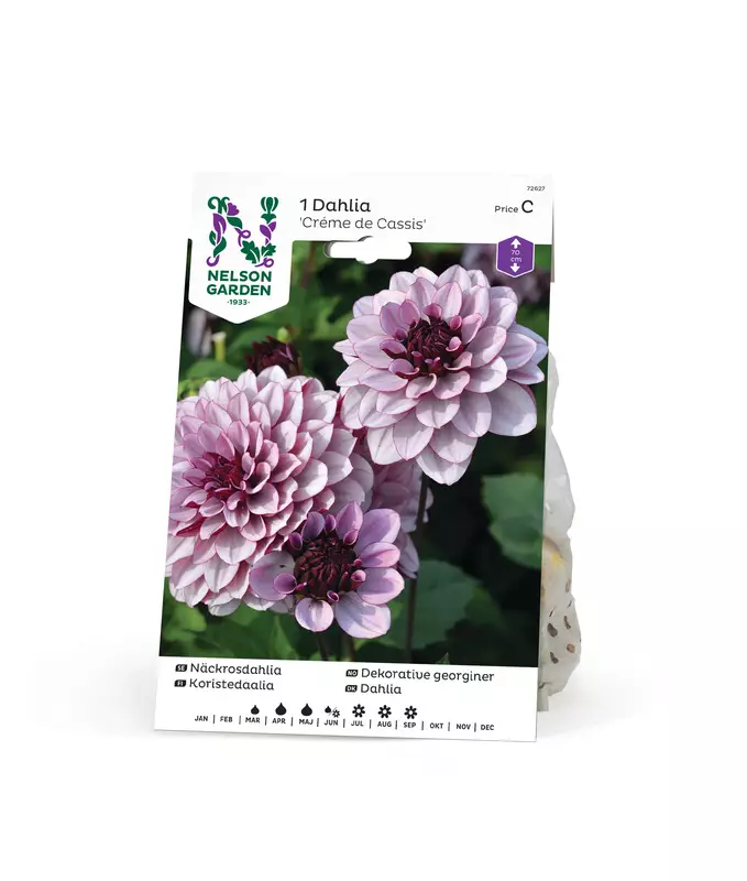 Koristedaalia 'Creme de Cassis', Nelson Garden - Kukkasipulit - 7312600726277 - 1