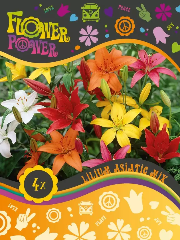 Flower Power Värililjasekoitus 4 kpl - Syyssipulit - 8711148241867 - 1