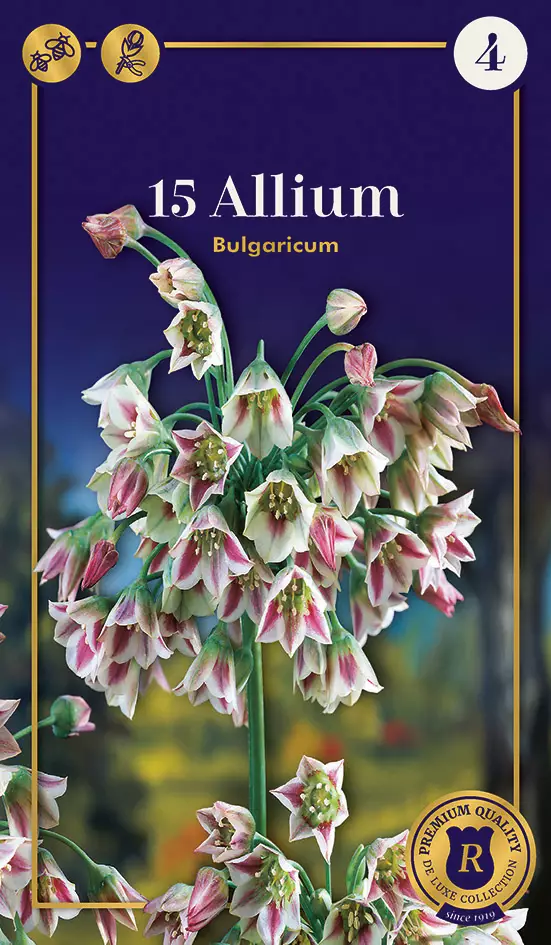 Hajulaukka 'Bulgaricum' 15 kpl - Kukkasipulit - 8711148316527 - 1
