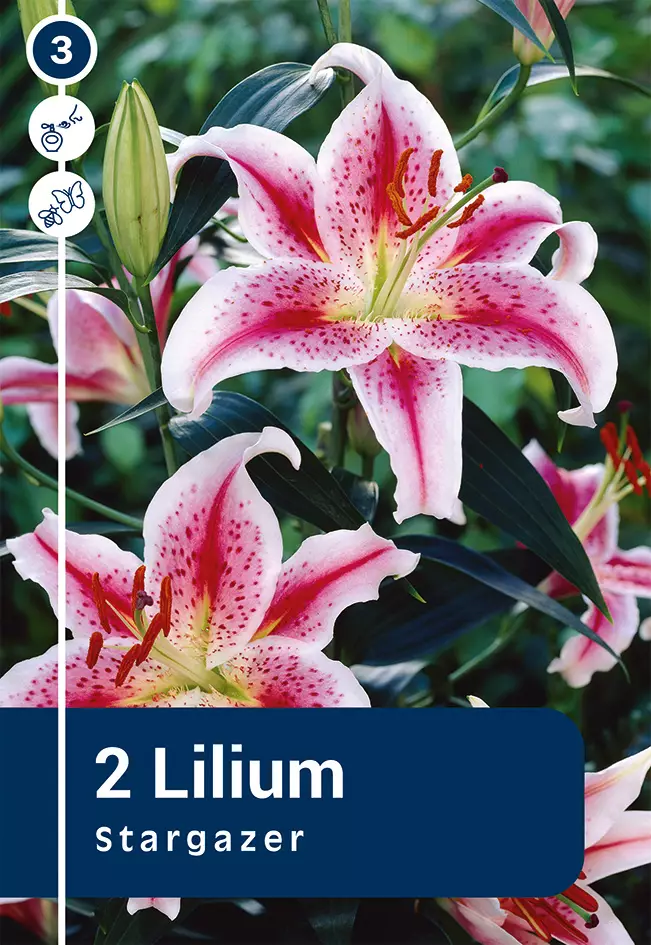 Idänlilja 'Stargazer' 2 kpl - Syyssipulit - 8711148315087 - 1