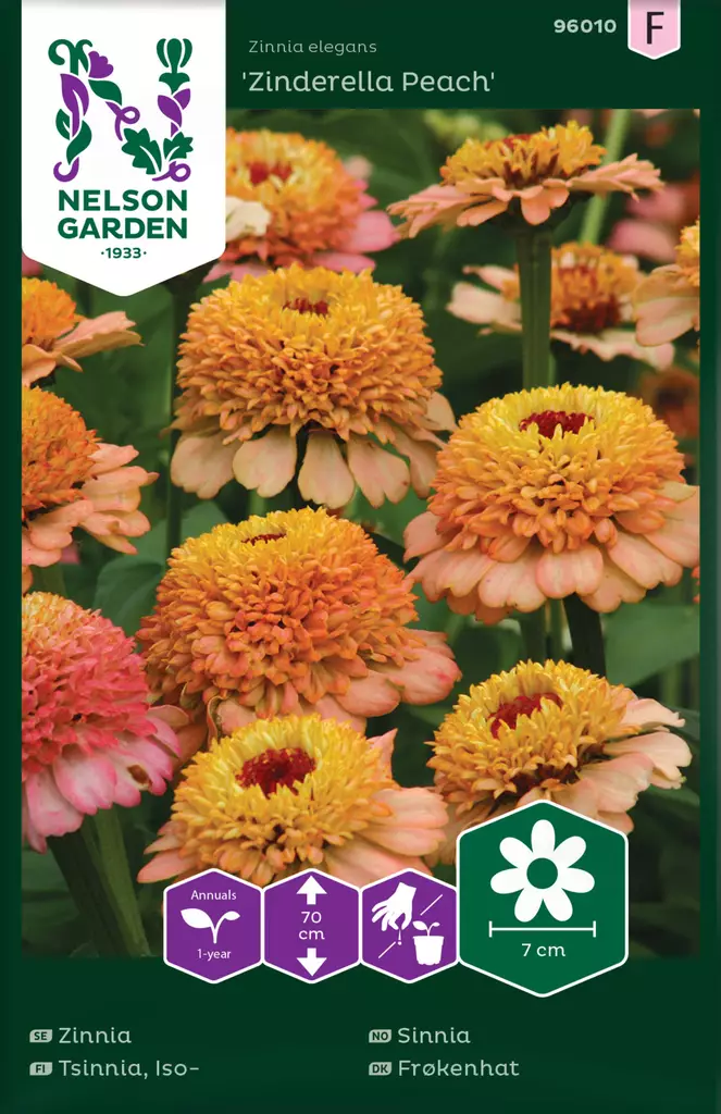 Isotsinnia 'Zinderella Peach' siemen, Nelson Garden - Kukkien siemenet - 7312600960107 - 1
