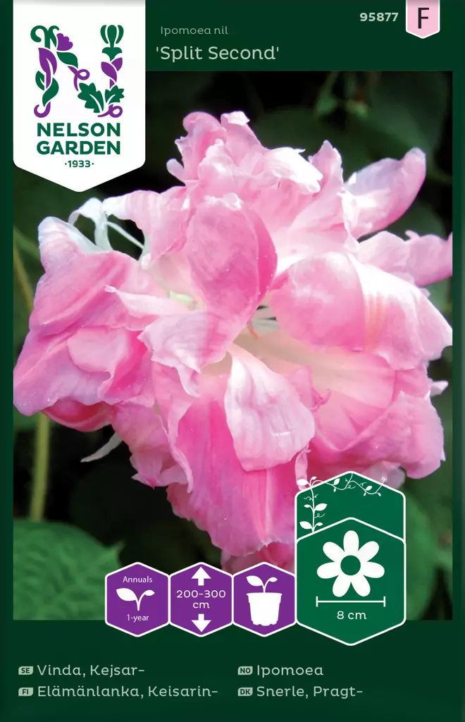 Keisarinelämänlanka 'Split Second' siemen, Nelson Garden - Kukkien siemenet - 7312600958777 - 1