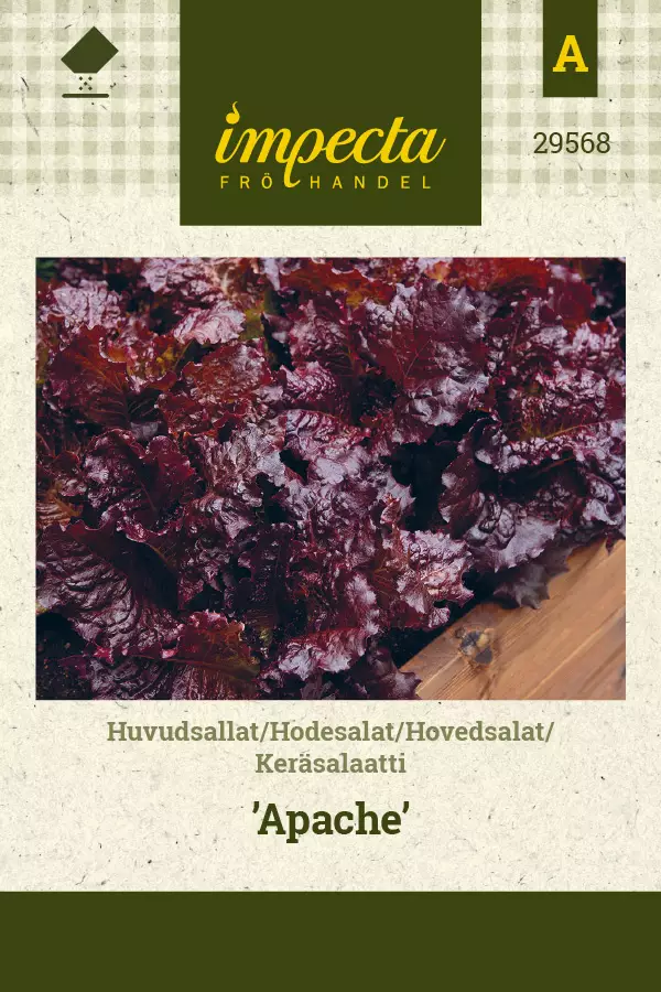 Keräsalaatti, 'Apache', siemen, Impecta - Vihannesten siemenet - 7332756295687 - 1