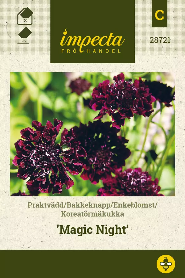 Koreatörmäkukka 'Magic Night', siemen, Impecta - Annossiemenet - 7332756287217 - 1
