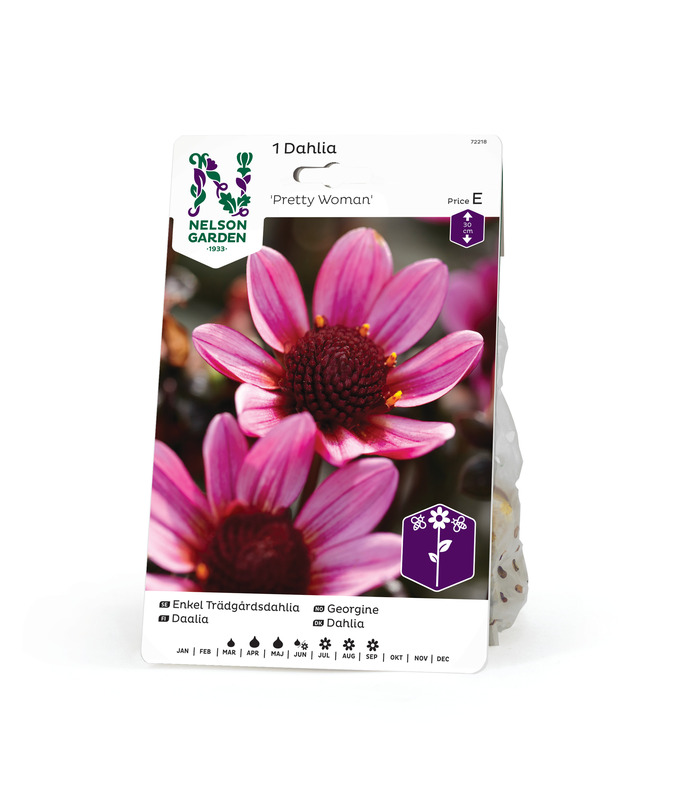Koristedaalia 'Pretty Woman', Nelson Garden - Kukkasipulit - 7312600722187 - 1