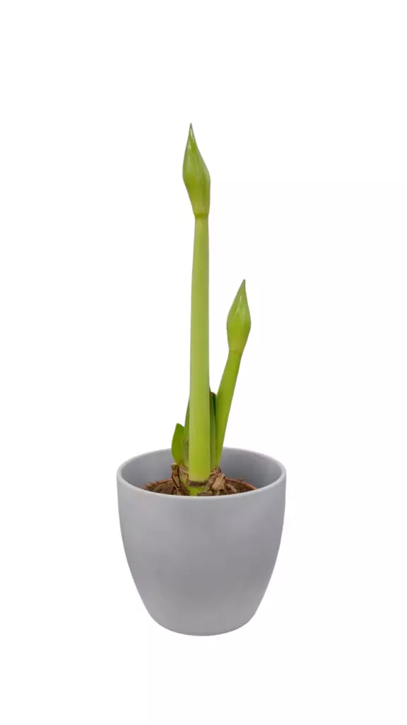 Kotimainen ritarinkukka, Hippeastrum - Joulukukat ja -kasvit - 6416719219707 - 1