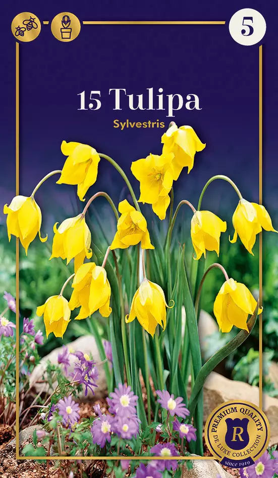 Metsätulppaani 15 kpl - Syyssipulit - 8711148236467 - 1