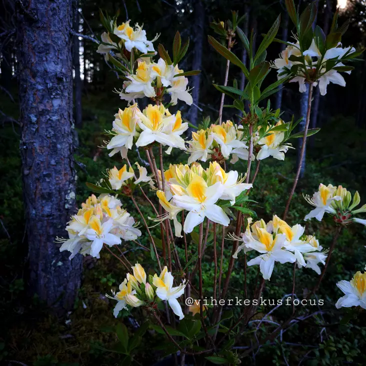 Revontuliatsalea 'Northern Hi-Lights' 5 L - Atsaleat - 6430028121007 - 1