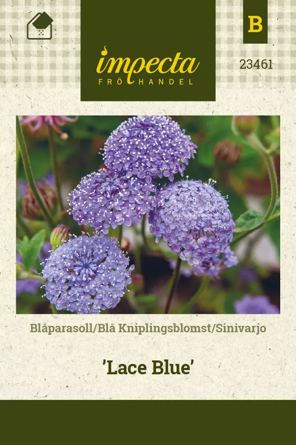 Sinivarjo 'Lace Blue', siemen, Impecta - Annossiemenet - 7332756234617 - 1