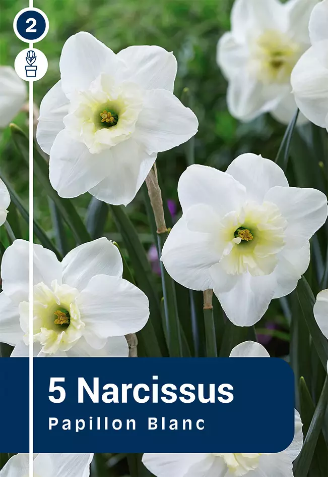 Torvinarsissi 'Papillon Blanc' 5 kpl - Kukkasipulit - 8711148252757 - 1