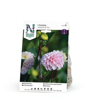 Pallodaalia 'Wizard of Oz', Nelson Garden - Kukkasipulit - 7312600724778 - 1