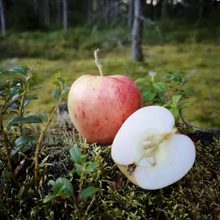 Kesäomenapuu 'Huvitus' - Omenapuut - 6419872131738 - 1