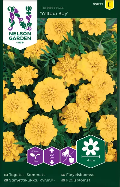 Ryhmäsamettikukka 'Yellow Boy' siemen, Nelson Garden - Kukkien siemenet - 7312600956278 - 1