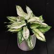 Laikkuvehka 'White Kiwi', P12 - Vehkat ja peikonlehdet - 8717191019778 - 2
