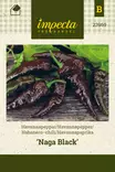Havannapaprika 'Naga Black', siemen, Impecta - Vihannesten siemenet - 7332756239698 - 1