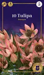 Kasvitieteellinen tulppaani 'Danique' 10 kpl - Syyssipulit - 8711148247388 - 1