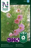 Punakosmoskukka 'Apricotta' siemen, Nelson Garden - Kukkien siemenet - 7312600950498 - 1