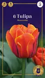 Tarhatulppaani 'Queensday' 6 kpl - Kukkasipulit - 8711148308508 - 1