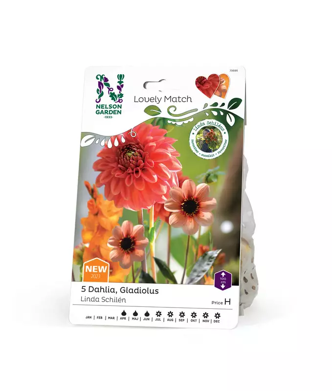 Daalia 'Lovely Match', Nelson Garden - Kukkasipulit - 7312600735958 - 1