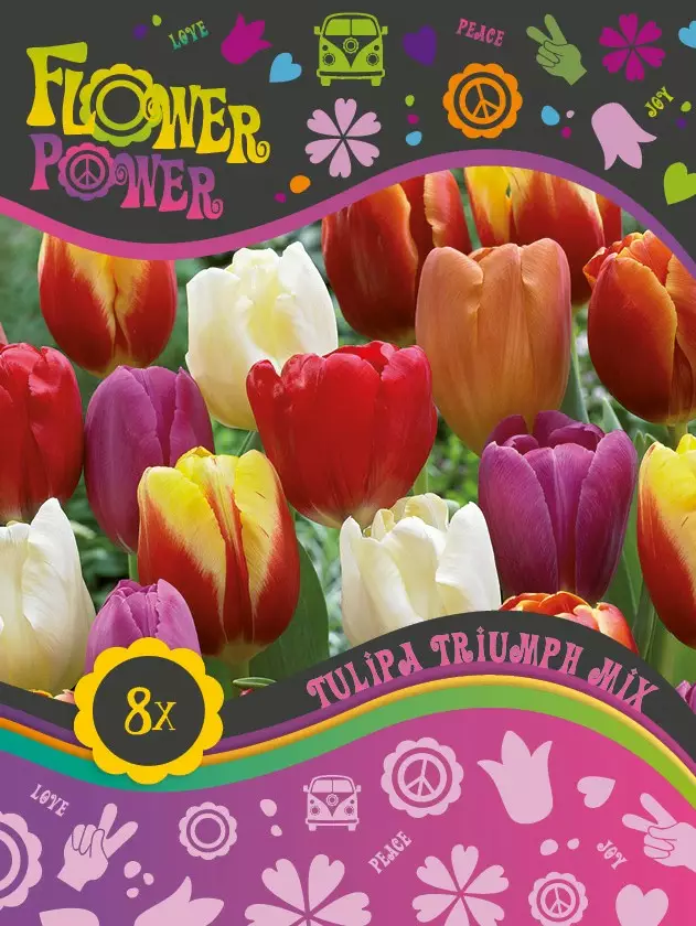 Flower Power Tulppaanisekoitus 8 kpl - Syyssipulit - 8711148241898 - 1